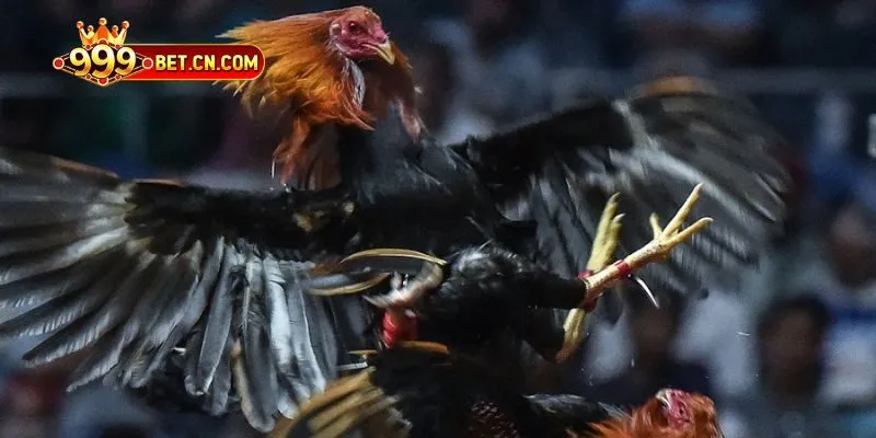 Đá Gà Cựa Sắt - Thi Đấu Truyền Thống Đầy Kịch Tính