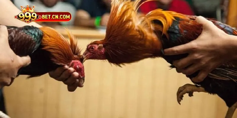 Đá Gà Cựa Sắt - Thi Đấu Truyền Thống Đầy Kịch Tính